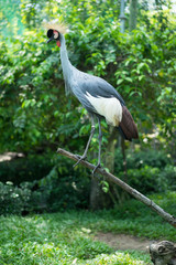 grey crowned crane bird