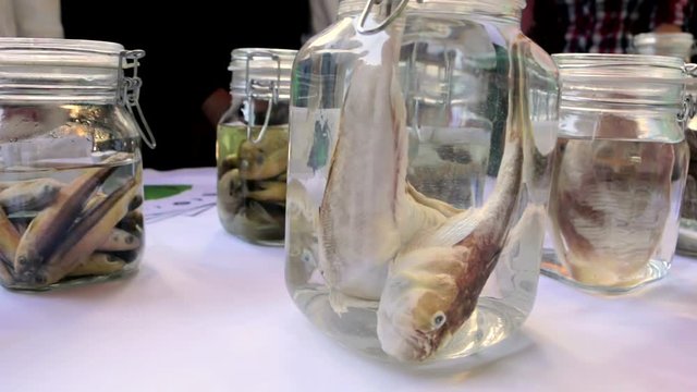 Laboratory samples of fish in a jar