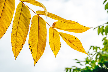 Naklejka na ściany i meble photo of yellow autumn leaves in the sky