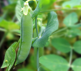 Green ripe peas growing on a branch in the garden. Close-up pea pod side view. organic food.