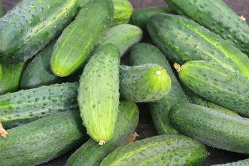 Background texture of vegetable. Close up of ripe green cucumbers small size. Fresh food.