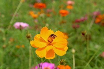 Piccolo insetto su fiore giallo