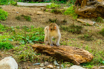 地獄谷野猿公園の秋