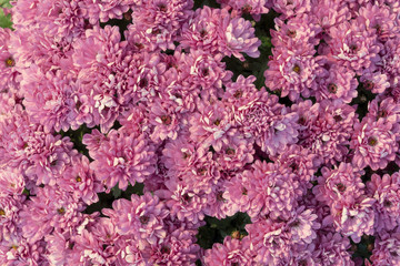 Fototapeta premium pink flowers in the garden