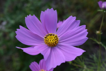 Obraz premium コスモス