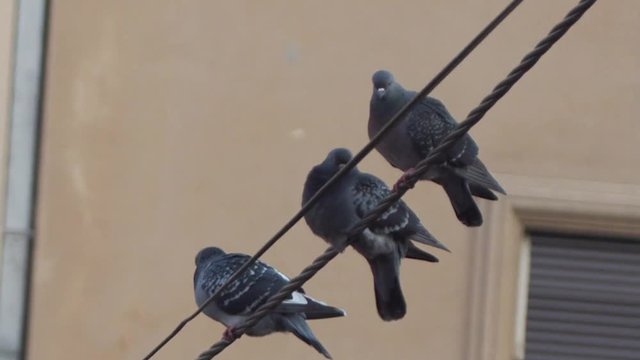 Pidgeons on wire