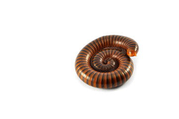 millipede isolated / brown millipede coiled animal insect wildlife