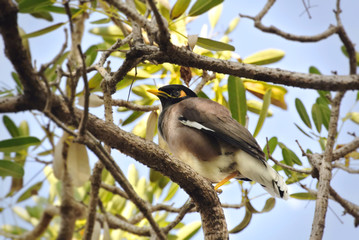Low Angle View of A Bird Standing on Tree Branch