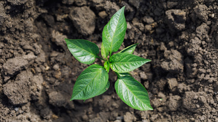 Planted pepper in the ground, top view