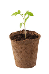 Pepper sprouts in peat pot isolated on white background
