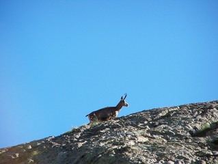chamois