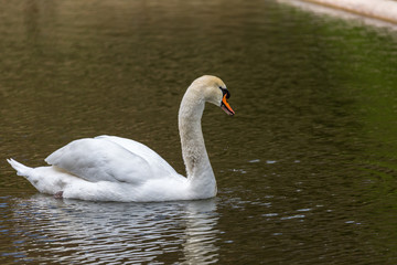 White swan in pool
