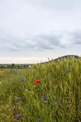 poppy field of red poppies