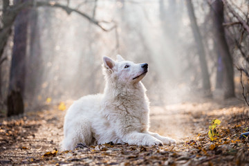 White Swiss Shepherd in the autumn forest
