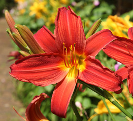 Lilium bulbiferum © hcast