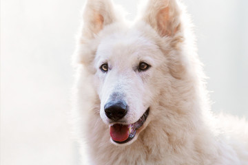 White Swiss Shepherd in the autumn forest