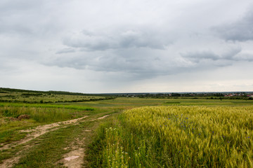 landscape with wheat field and blue sky