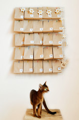 The Abyssinian cat is waiting for the advent calendar for Christmas. Mood Board with gifts and star...