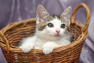 Fototapeta na wymiar white with a gray kitten in a wicker basket