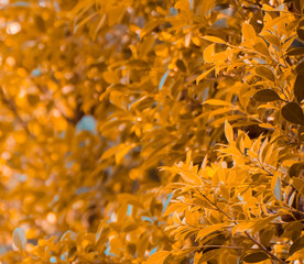 yellow flower background