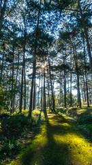 autumn forest in the morning