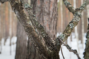 Obraz premium A tree in a pine forest in early spring