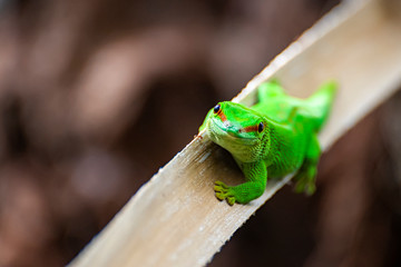 Green lizrd close-up