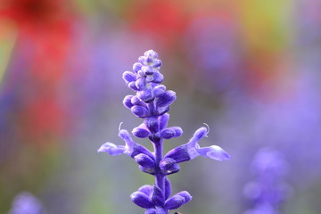 Farbenspiel (Lavendel)