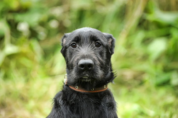 unhappy sad guilty black dog