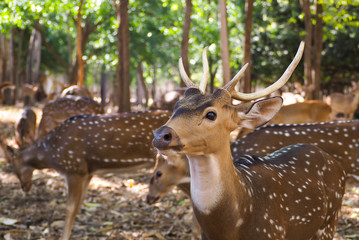 Spotted deer in the jungle