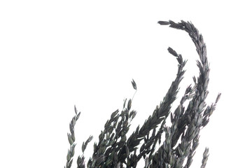 Fototapeta premium Dry color grass flower for interior decoration isolated on white background