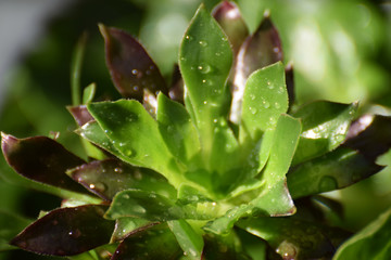 Fototapeta na wymiar beauty green fresh plant