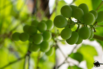 green grapes on vine