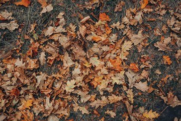 dry autumn leaves on the ground