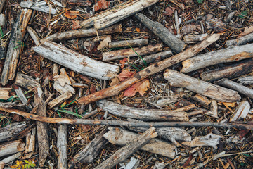 dry branches on the ground