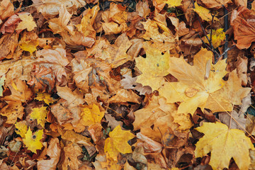 dry autumn leaves on the ground