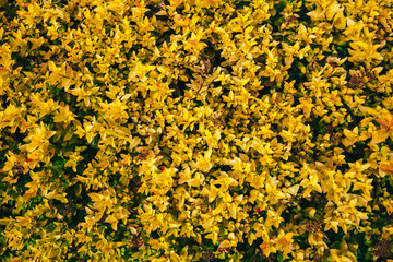 the yellow leaves of the shrub