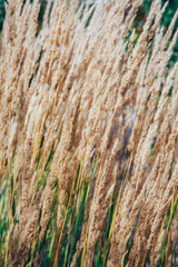 spikelets of field grass