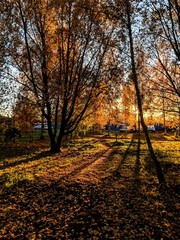 autumn in the park
