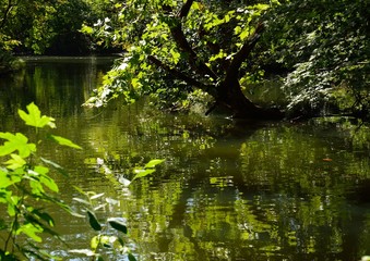 木々の緑が一杯の池の風景