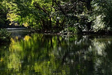 木々の緑が一杯の池の風景