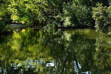Fototapeta na wymiar 木々の緑が一杯の池の風景