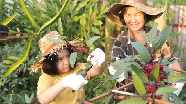 Happy Asian senior farmer and little girl harvesting organic fresh red roselle