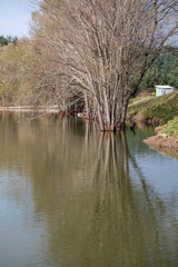 Fototapeta na wymiar Tree in Lake
