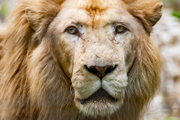 Lion head close-up