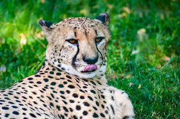 Cheetah head close-up