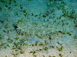 Flounder