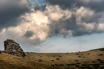 Sar Mountains, Sar Planina, Macedonia - Mixed Herd of Sheep and Cattle grazing on  under the Cloudy...