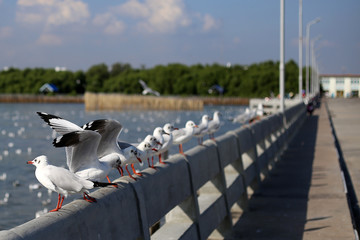 Seagull in Bangpu Samutprakan Thailand