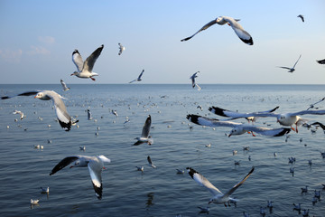 Seagull in Bangpu Samutprakan Thailand